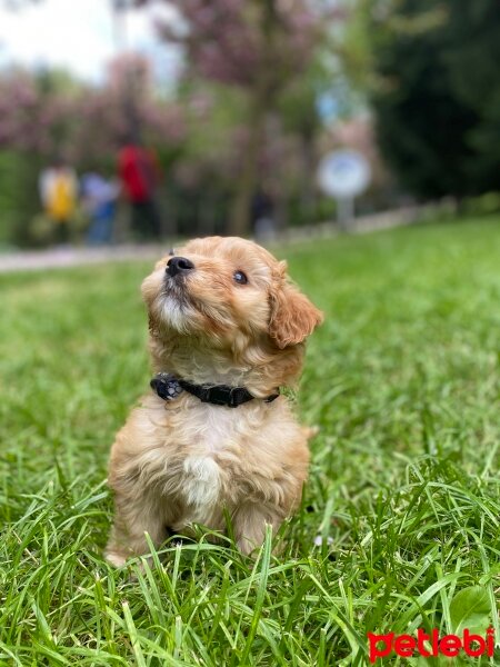 Maltese, Köpek  Gofret fotoğrafı