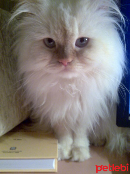 İran Kedisi (Persian), Kedi  Eros fotoğrafı