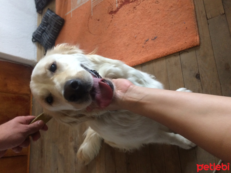 Golden Retriever, Köpek  Ada fotoğrafı
