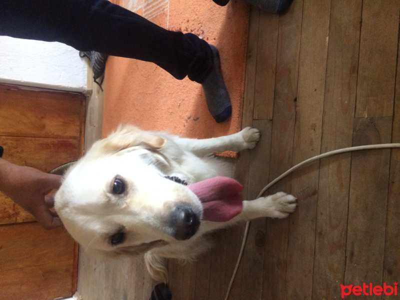 Golden Retriever, Köpek  Ada fotoğrafı
