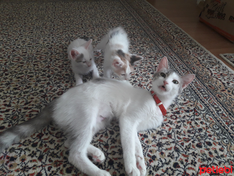 Tekir Kedi, Kedi  Leya fotoğrafı