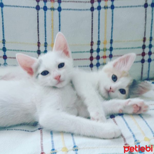 Tekir Kedi, Kedi  Leya fotoğrafı