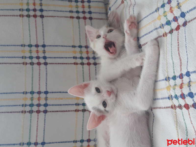 Tekir Kedi, Kedi  Leya fotoğrafı