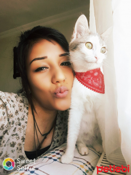 Tekir Kedi, Kedi  Leya fotoğrafı