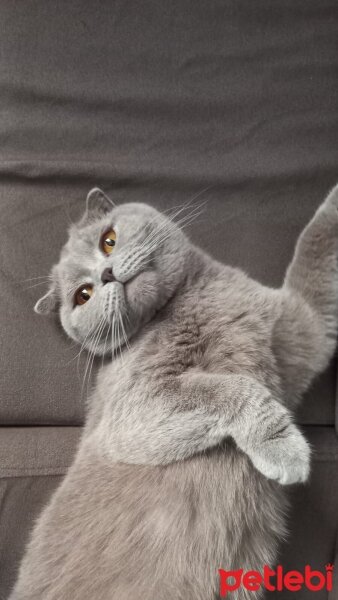 British Shorthair, Kedi  Karamel fotoğrafı