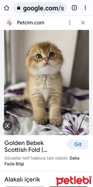 Scottish Fold, Kedi  Paşa fotoğrafı