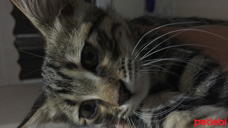 Tekir Kedi, Kedi  Gloyi fotoğrafı