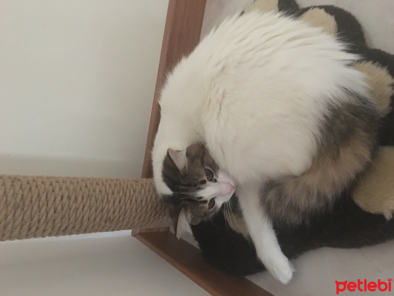 Tekir Kedi, Kedi  İrmik fotoğrafı