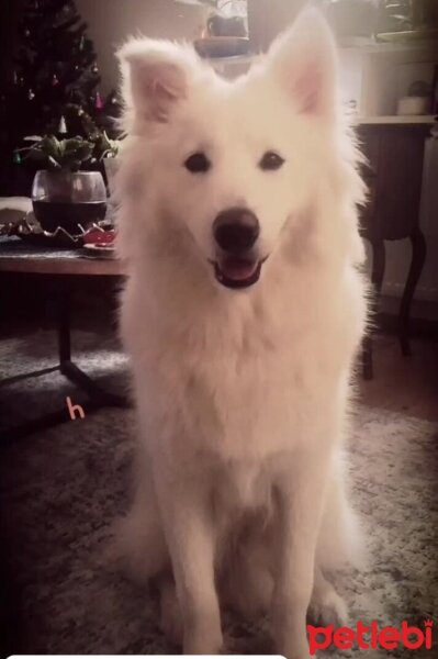 Samoyed, Köpek  Oscar fotoğrafı