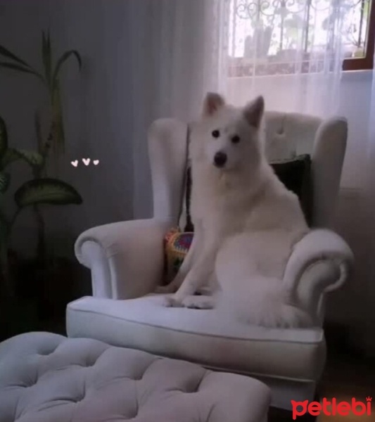 Samoyed, Köpek  Oscar fotoğrafı