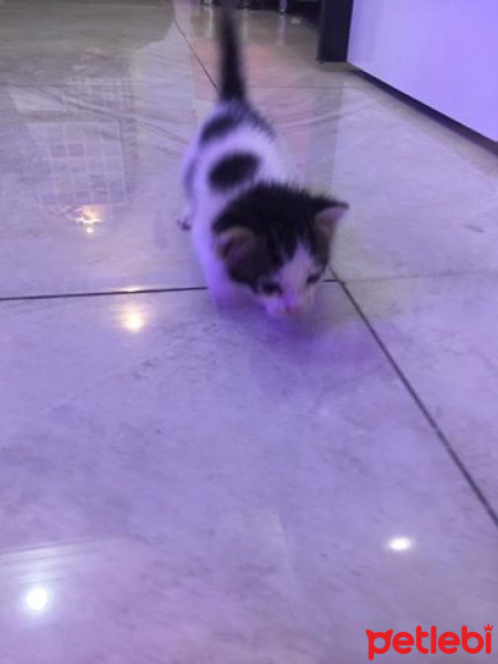 Tekir Kedi, Kedi  şanslı fotoğrafı