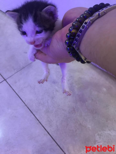 Tekir Kedi, Kedi  şanslı fotoğrafı