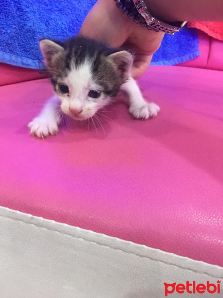 Tekir Kedi, Kedi  şanslı fotoğrafı