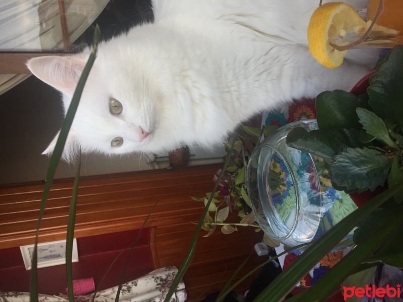 Ankara Kedisi, Kedi  Atlas fotoğrafı