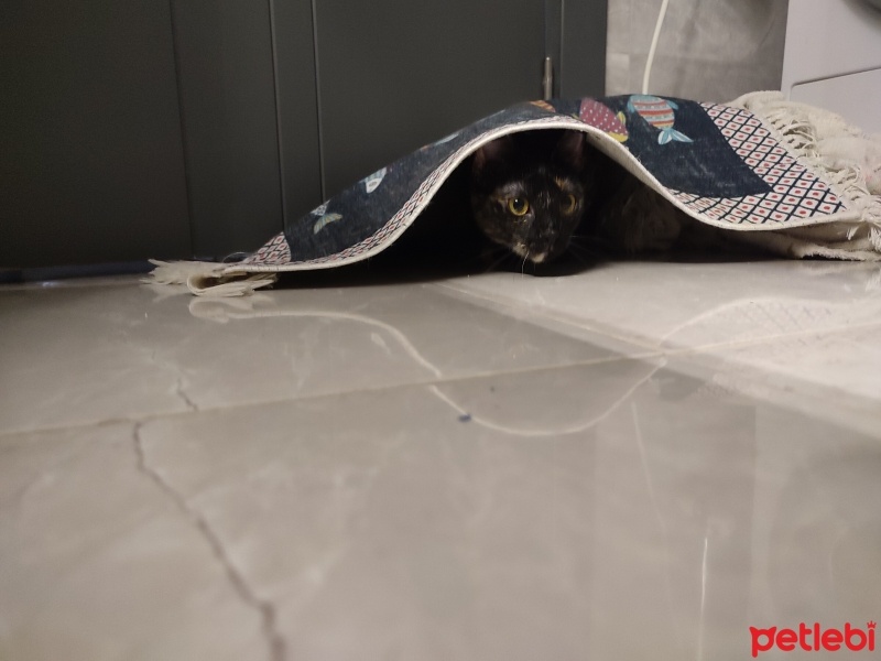 York Chocolate, Kedi  Gece Gypsy fotoğrafı