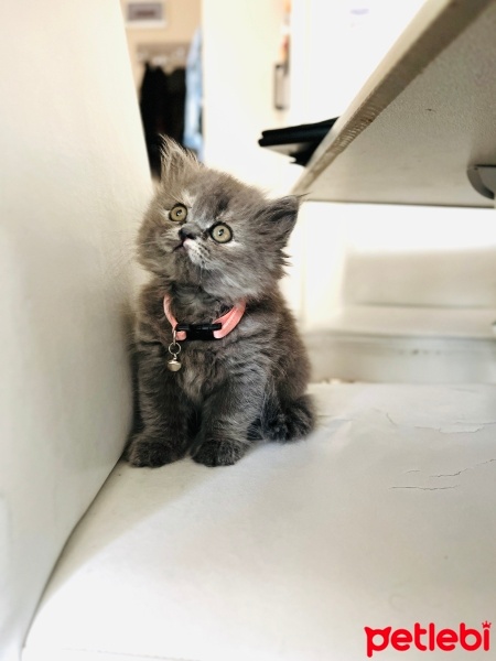 British Longhair, Kedi  Bihter fotoğrafı