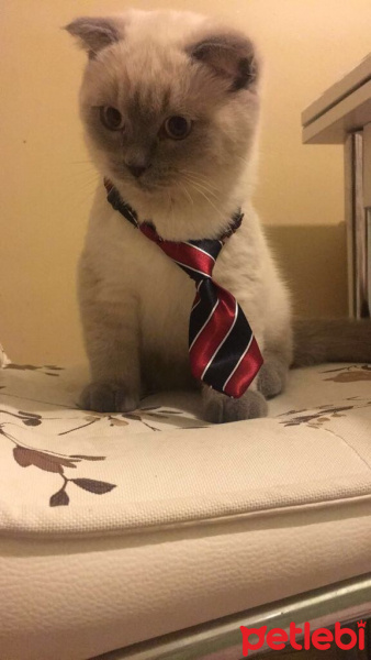 Scottish Fold, Kedi  Pati fotoğrafı