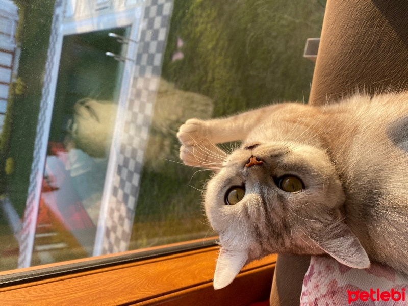 Scottish Fold, Kedi  Venüs fotoğrafı