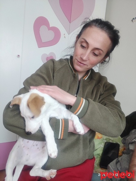 Jack Russell Terrier, Köpek  Ares fotoğrafı