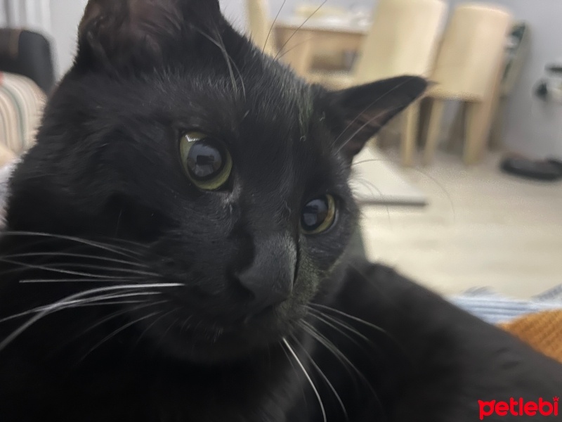 Tekir Kedi, Kedi  Zeytin fotoğrafı