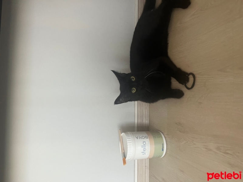 Tekir Kedi, Kedi  Zeytin fotoğrafı