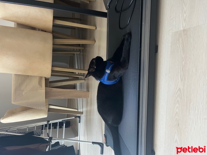 Tekir Kedi, Kedi  Zeytin fotoğrafı