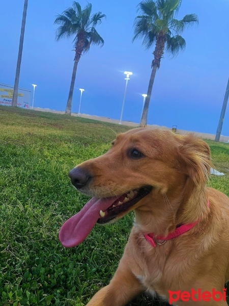 Golden Retriever, Köpek  Şila fotoğrafı