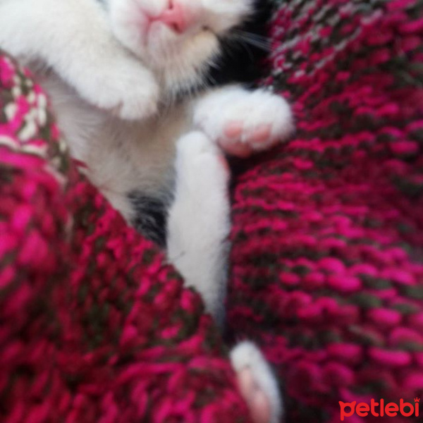 Tekir Kedi, Kedi  Boncuk fotoğrafı
