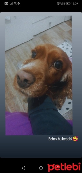 İngiliz Cocker Spaniel, Köpek  Prenses fotoğrafı