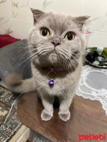 Scottish Fold, Kedi  Güzelim fotoğrafı