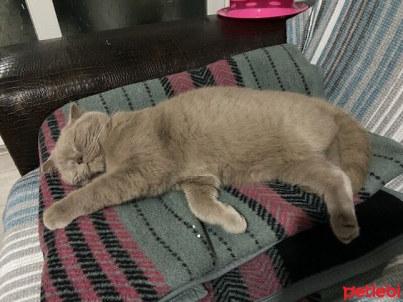 Scottish Fold, Kedi  Güzelim fotoğrafı