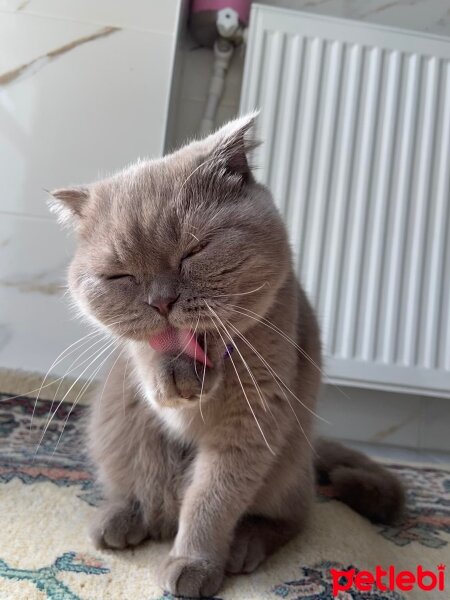 Scottish Fold, Kedi  Güzelim fotoğrafı