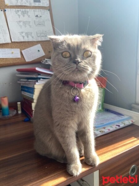 Scottish Fold, Kedi  Güzelim fotoğrafı