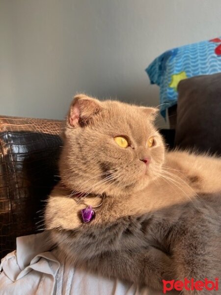 Scottish Fold, Kedi  Güzelim fotoğrafı