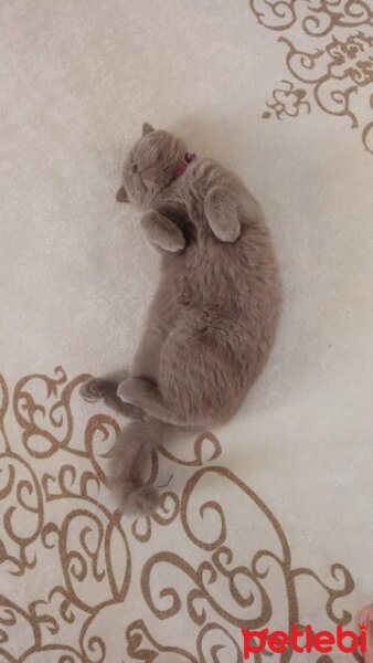 Scottish Fold, Kedi  Güzelim fotoğrafı