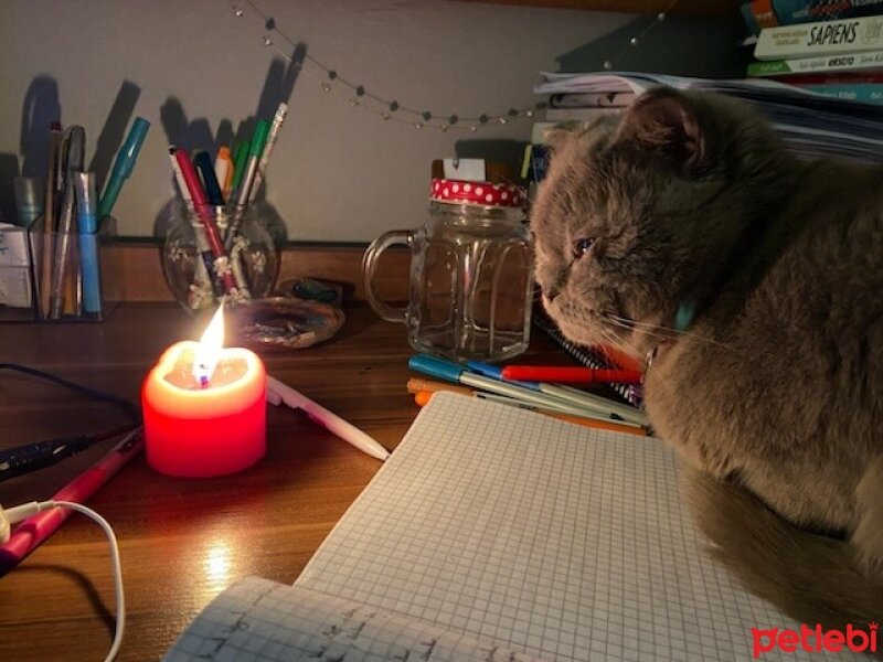 Scottish Fold, Kedi  Güzelim fotoğrafı