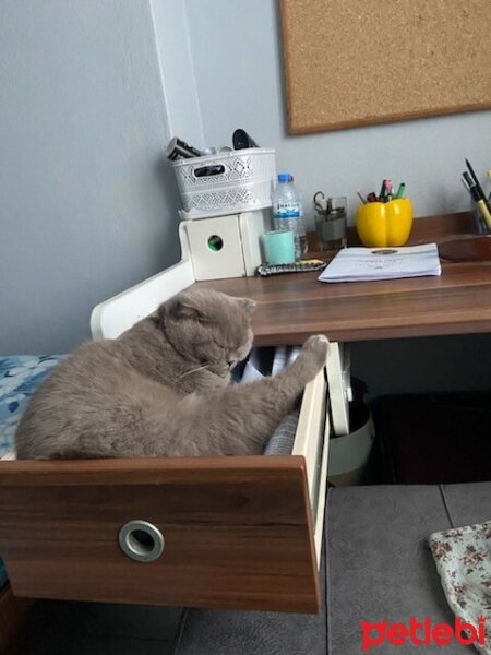 Scottish Fold, Kedi  Güzelim fotoğrafı