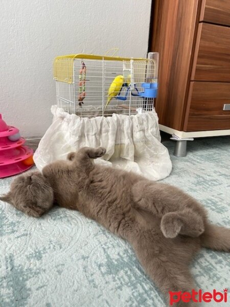 Scottish Fold, Kedi  Güzelim fotoğrafı