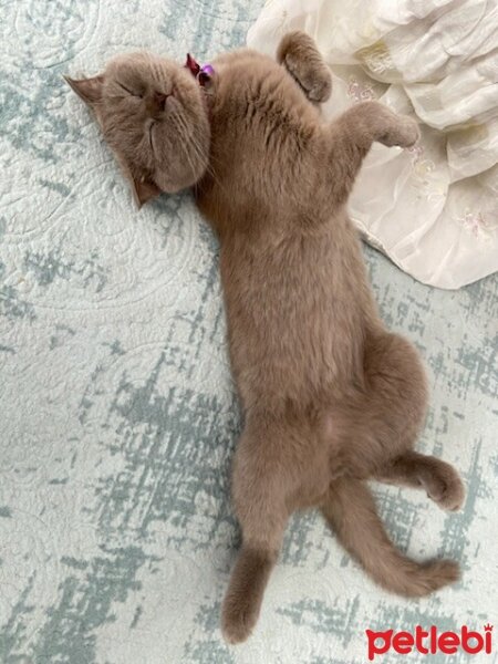 Scottish Fold, Kedi  Güzelim fotoğrafı