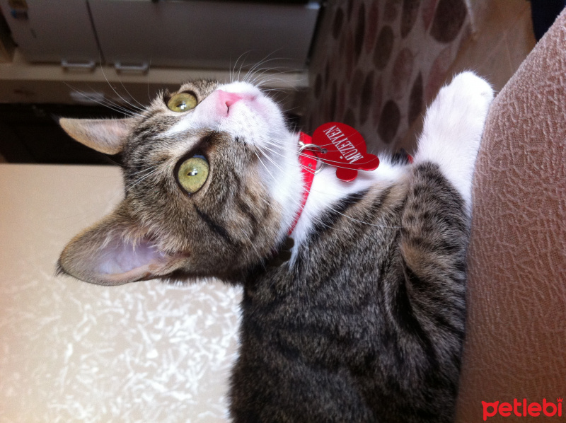 Tekir Kedi, Kedi  Müzeyyen fotoğrafı