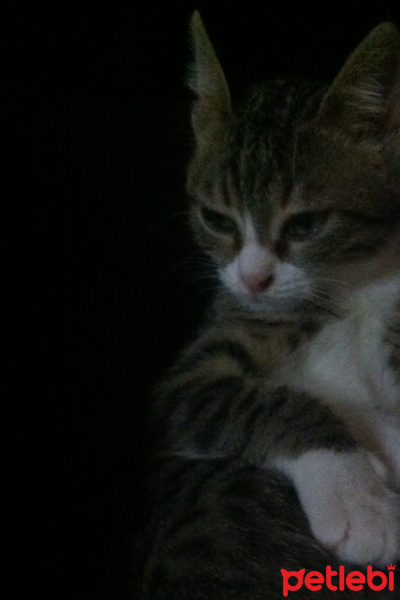 Tekir Kedi, Kedi  Müzeyyen fotoğrafı