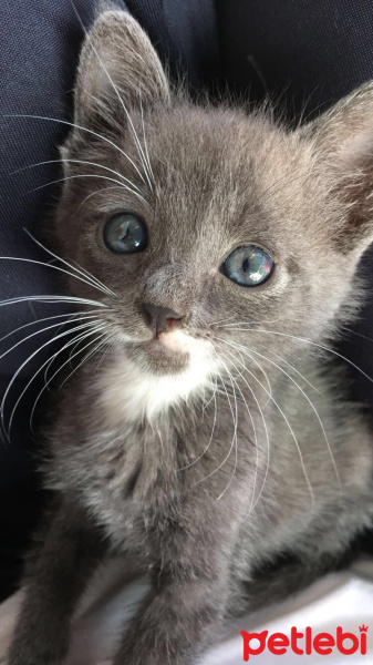 Korat, Kedi  Hera fotoğrafı