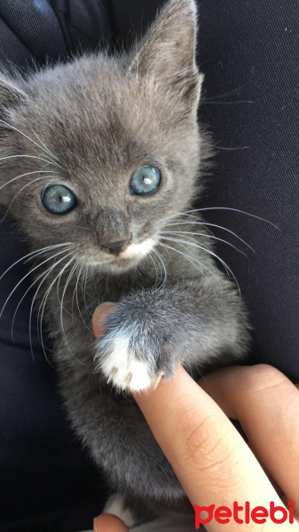 Korat, Kedi  Hera fotoğrafı