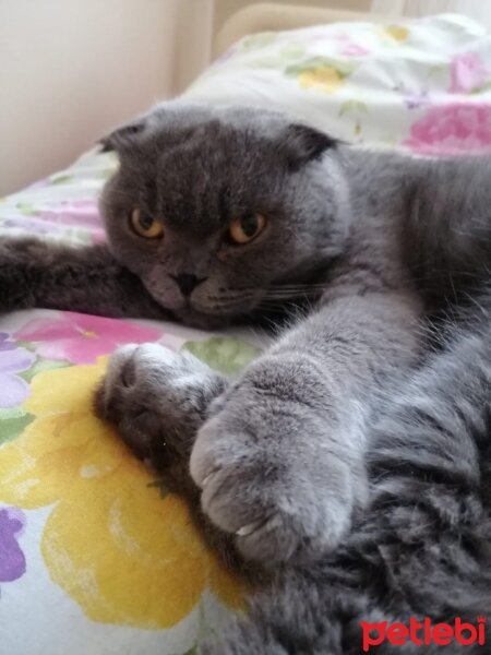 Scottish Fold, Kedi  Nazlı fotoğrafı