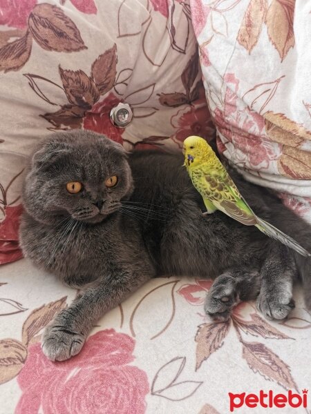 Scottish Fold, Kedi  Nazlı fotoğrafı