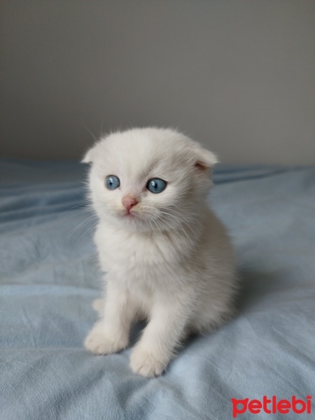 Scottish Fold, Kedi  Muğla menteşe beyaz scottish fotoğrafı