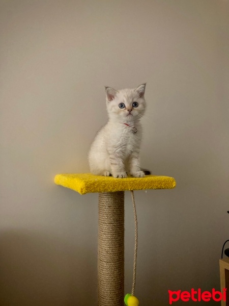 British Shorthair, Kedi  Duman fotoğrafı