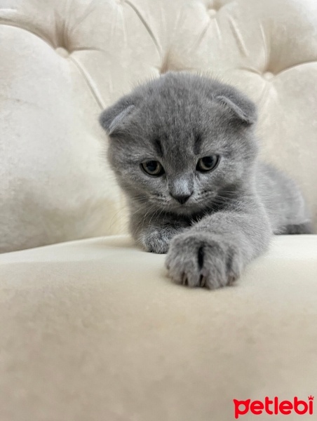 Scottish Fold, Kedi  Scottishfol fotoğrafı