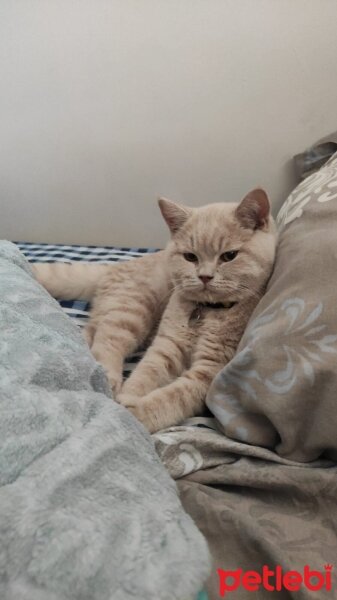 British Shorthair, Kedi  Badem fotoğrafı