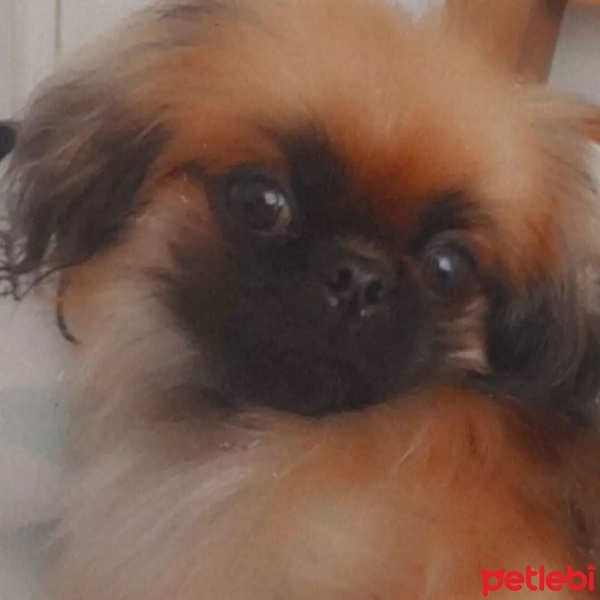 Pekingese, Köpek  Lila fotoğrafı